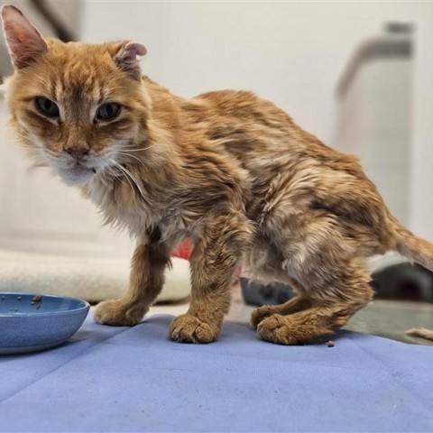 Tony, an adoptable Domestic Short Hair in Mount Shasta, CA, 96067 | Photo Image 2