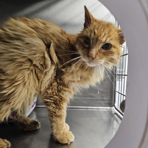 Tony, an adoptable Domestic Short Hair in Mount Shasta, CA, 96067 | Photo Image 3