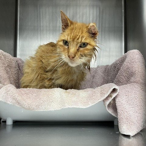 Tony, an adoptable Domestic Short Hair in Mount Shasta, CA, 96067 | Photo Image 5