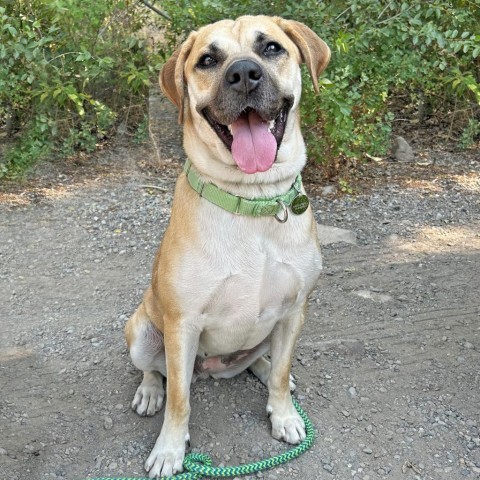 Shakira, an adoptable Mixed Breed in Hailey, ID, 83333 | Photo Image 1