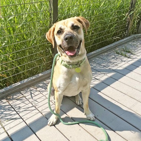 Shakira, an adoptable Mixed Breed in Hailey, ID, 83333 | Photo Image 2