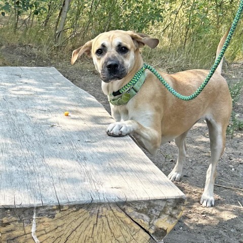 Shakira, an adoptable Mixed Breed in Hailey, ID, 83333 | Photo Image 5