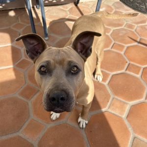 Ginger Ale, Adult Female Mixed Breed