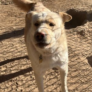 Genji, Adult Female Labrador Retriever