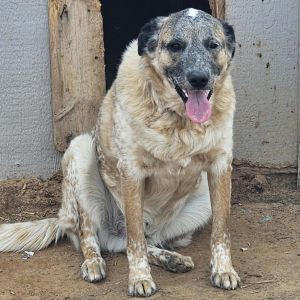 Loki AKA Casper, Adult Male Cattle Dog