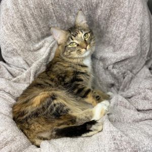 Hi my name is Alani I may be paralyzed but I am full of determination and unconditional love I ge