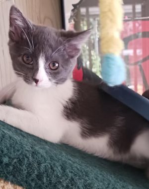 Pepsi is a super sweet kitten born in March who will bring a ton of fun to your family Playful