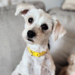 PERSONALITY friendly playful BREED poodle mix AGE  2-3 years WEIGHT 11lbs Rescued from Los Bano