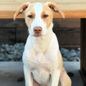 PERSONALITY outgoing friendly BREED lab mix AGE  4-5 months Rescued from Puerto Rico Great with 