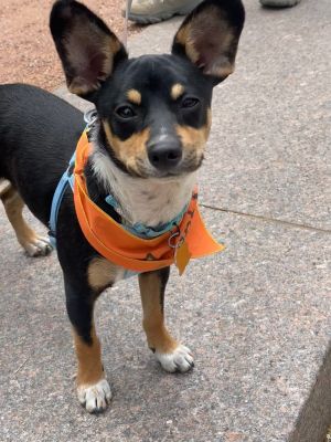 PERSONALITY sweet playful BREED chi mix AGE  5 months WEIGHT 12lbs Uses dog door Sleeps in crat