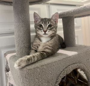 Girl Kitten 7moEvie is an adorable 7mo tabby girl and she is dewormed spayed and fully vaccinat
