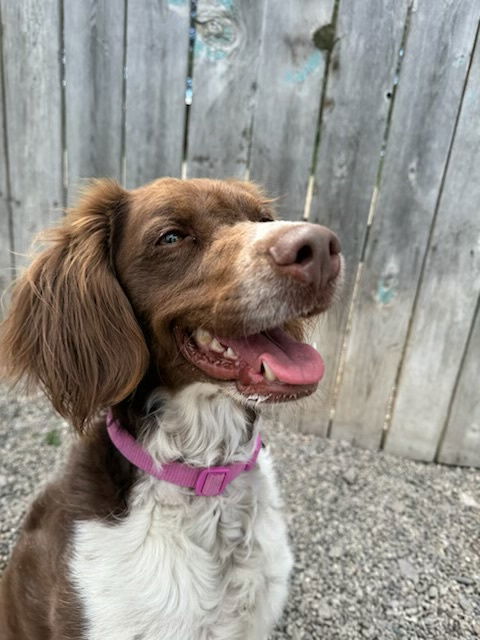 UT/Twyla (Adoption Pending), an adoptable Brittany Spaniel in Boulder, MT, 59632 | Photo Image 1