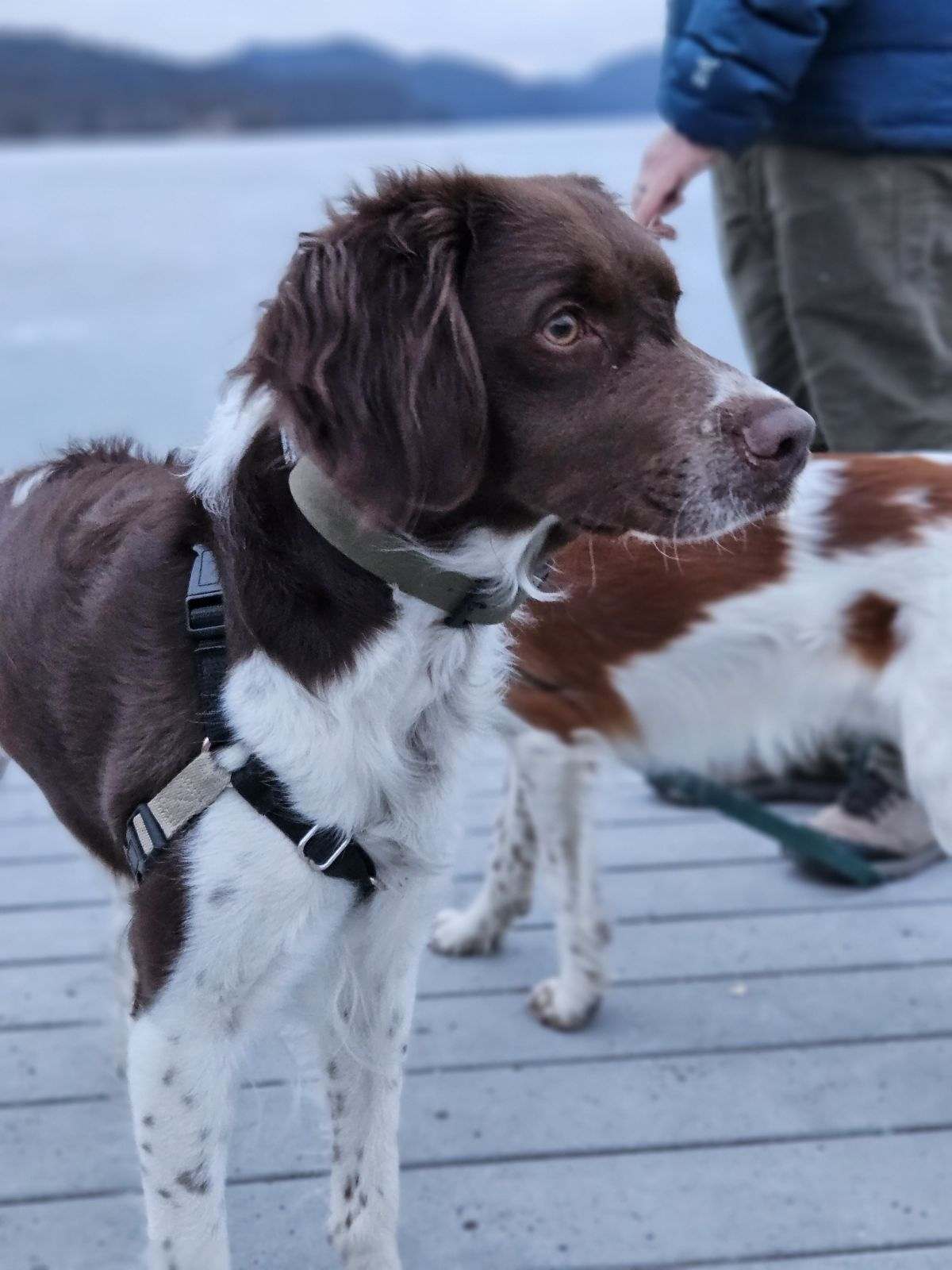 UT/Twyla (Adoption Pending), an adoptable Brittany Spaniel in Boulder, MT, 59632 | Photo Image 2