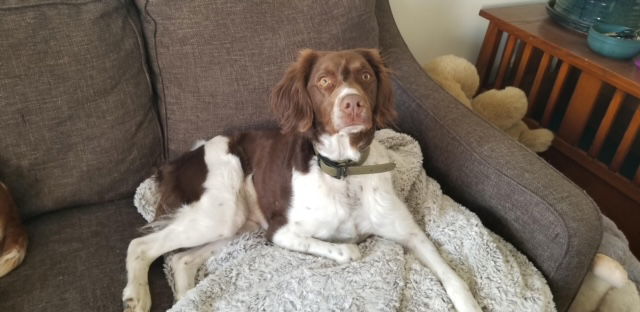 UT/Twyla (Adoption Pending), an adoptable Brittany Spaniel in Boulder, MT, 59632 | Photo Image 3