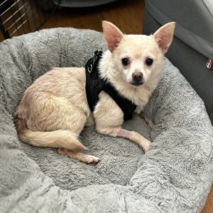 Mamie (AL) Chihuahua Dog