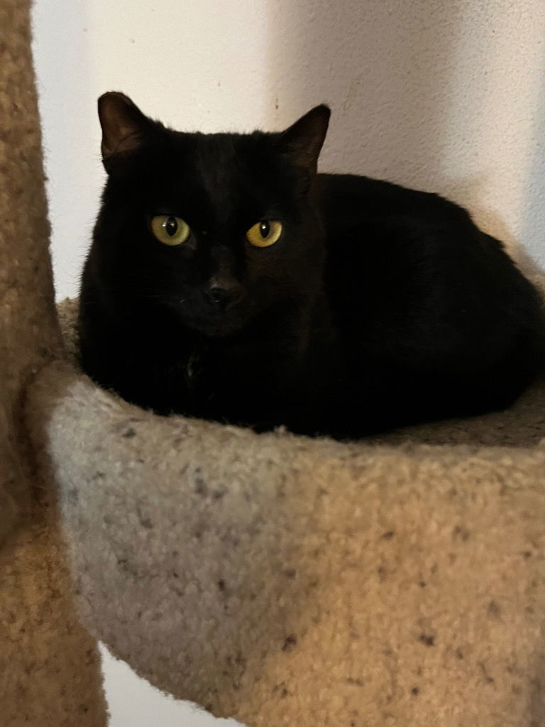 Barn Cat?-Shadow Fax, an adoptable Domestic Medium Hair in Battle Ground, WA, 98604 | Photo Image 1