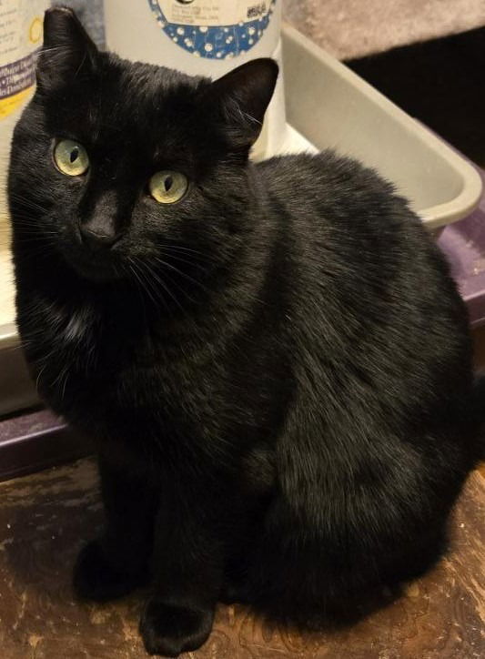 Shadow Fax, an adoptable Domestic Medium Hair in Battle Ground, WA, 98604 | Photo Image 1