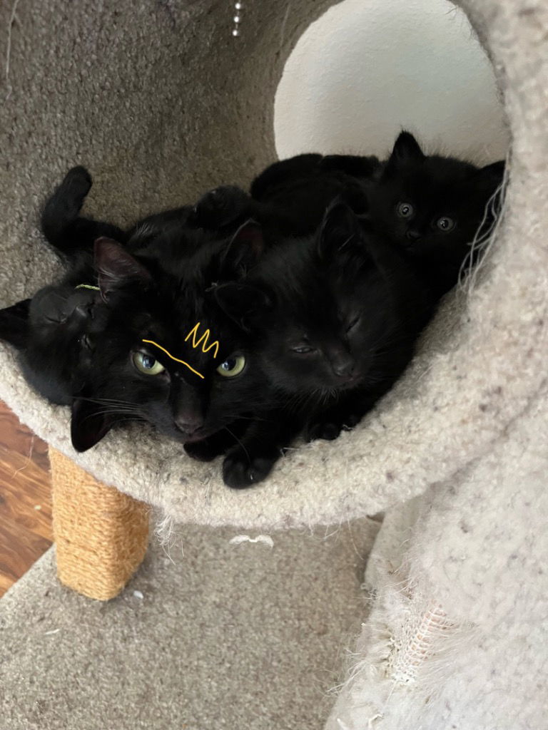 Barn Cat?-Shadow Fax, an adoptable Domestic Medium Hair in Battle Ground, WA, 98604 | Photo Image 2