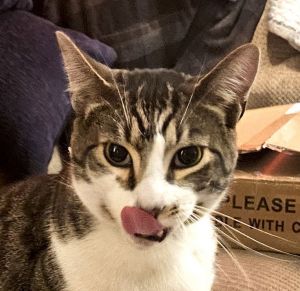 Bruce (Courtesy Post), Adult Male Domestic Short Hair