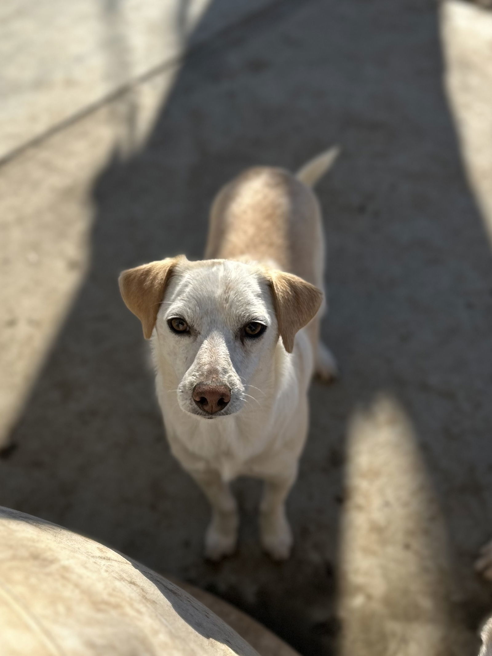 Leroy, an adoptable Jack Russell Terrier in Chico, CA, 95973 | Photo Image 1