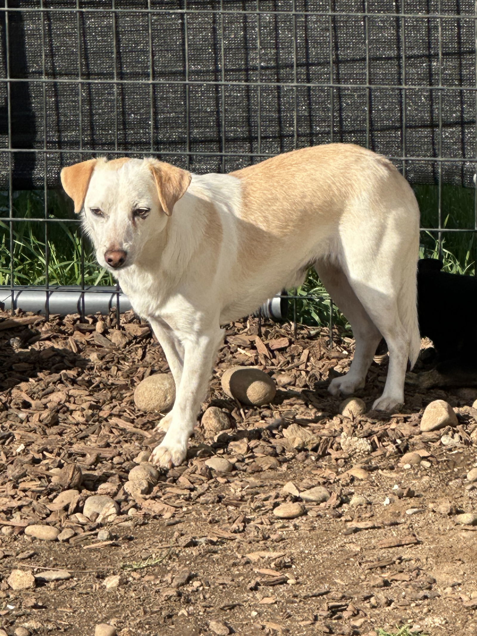 Leroy, an adoptable Jack Russell Terrier in Chico, CA, 95973 | Photo Image 2