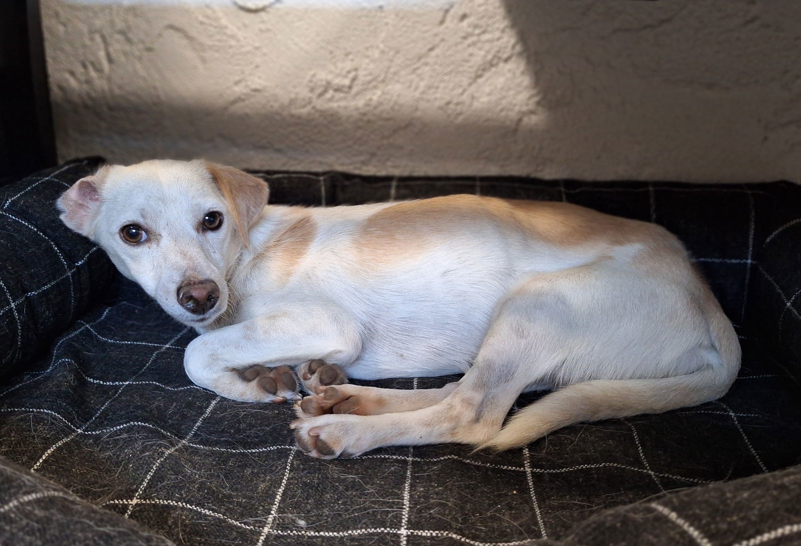 Leroy, an adoptable Jack Russell Terrier in Chico, CA, 95973 | Photo Image 3