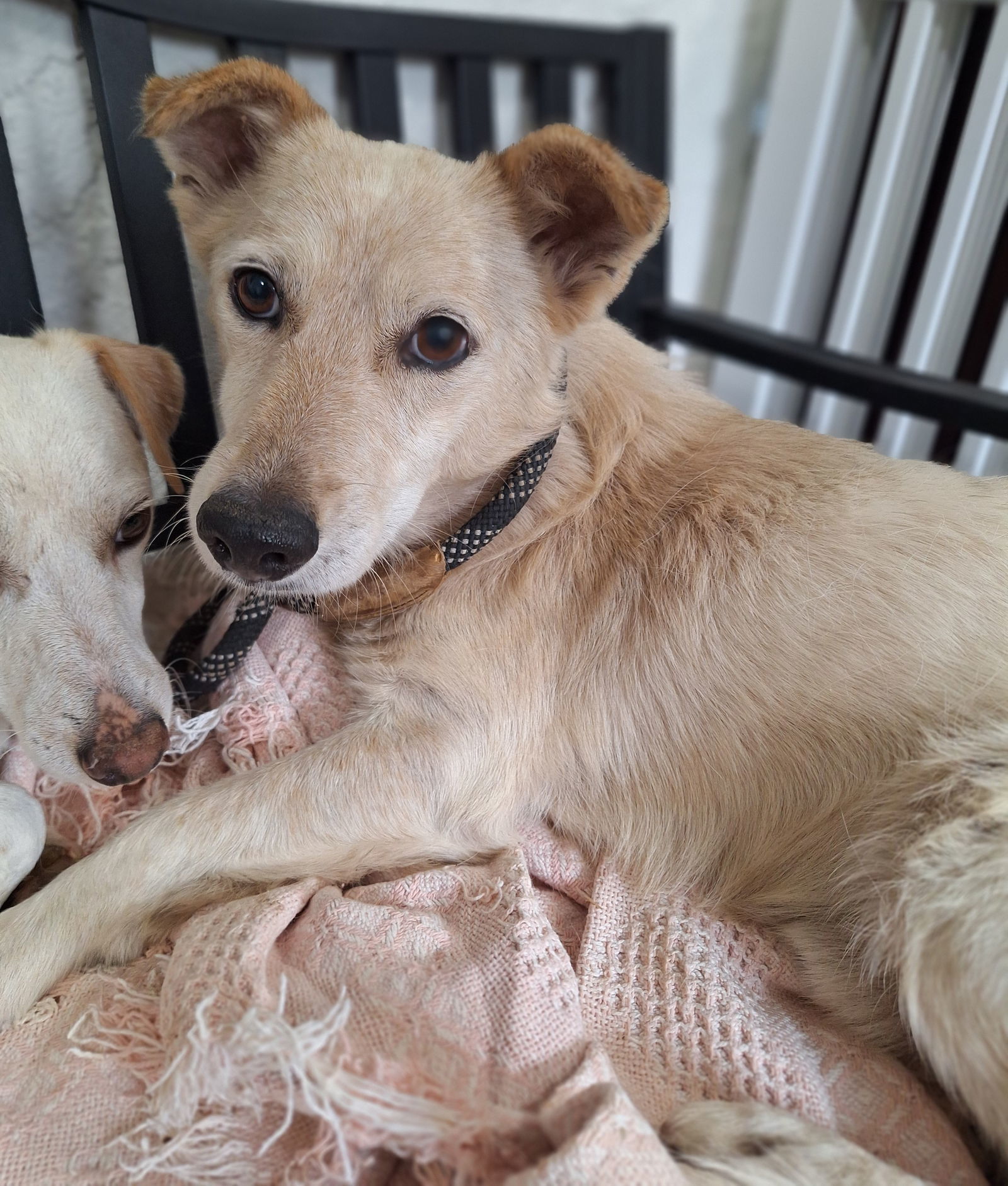 Ceelo, an adoptable Terrier in Chico, CA, 95973 | Photo Image 2