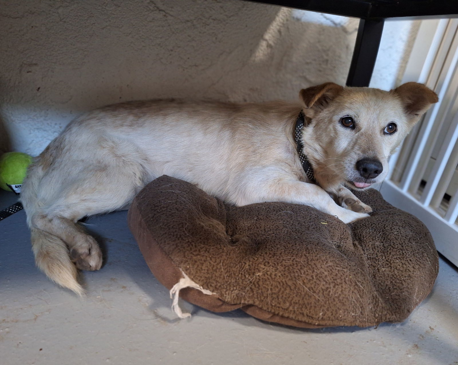 Ceelo, an adoptable Terrier in Chico, CA, 95973 | Photo Image 3