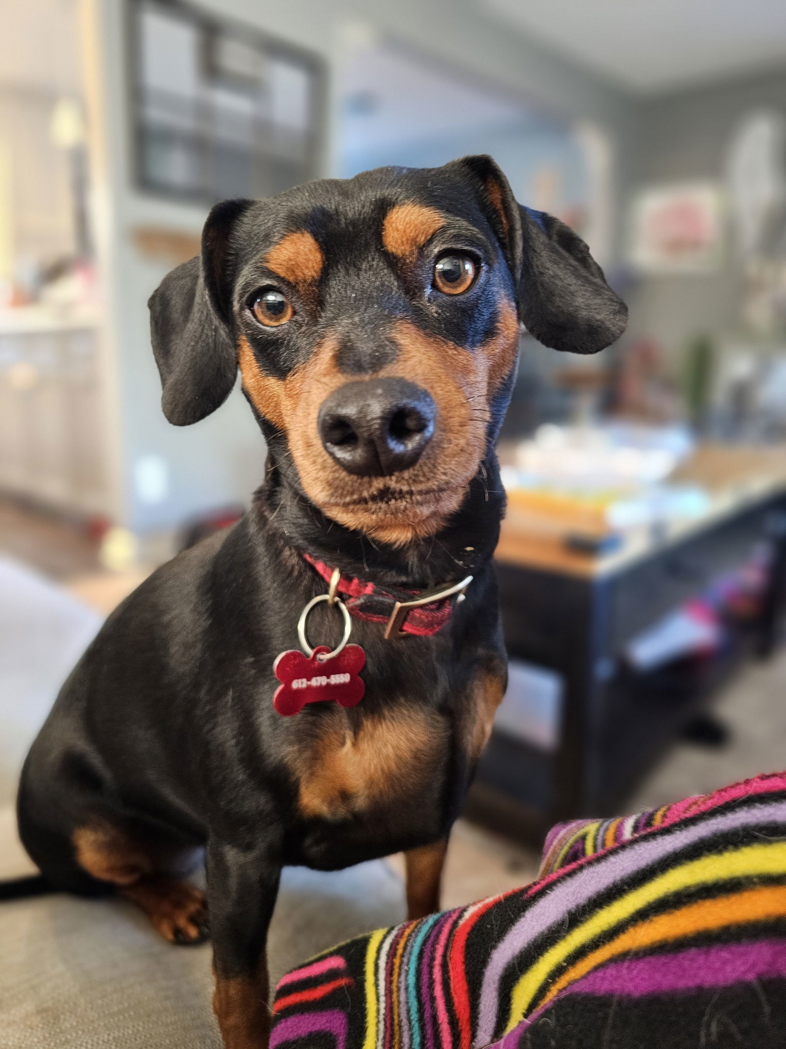 Dog for adoption - Pinta D5937, a Miniature Pinscher Mix in minneapolis ...