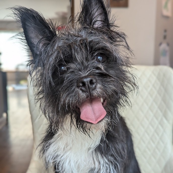 Audie, an adoptable Boston Terrier, Schnauzer in Romeoville, IL, 60446 | Photo Image 1