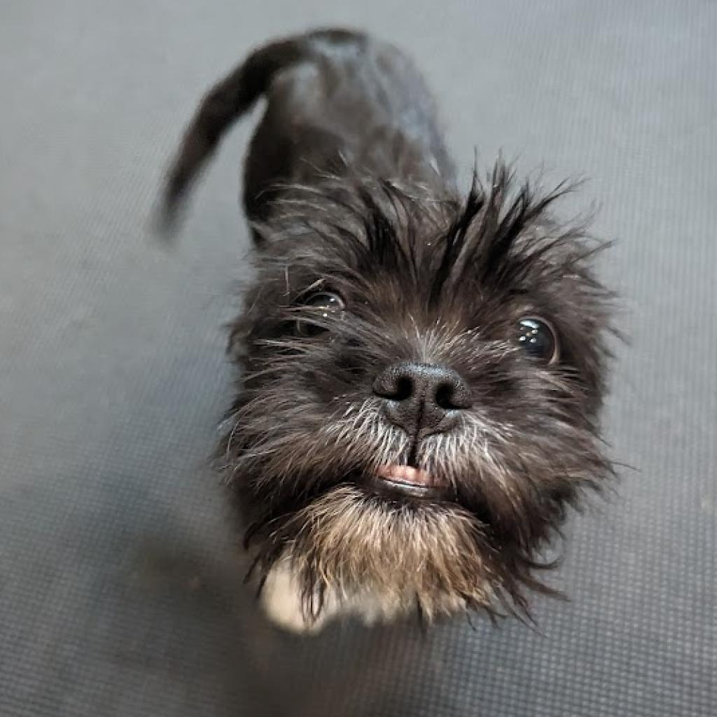 Audie, an adoptable Boston Terrier, Schnauzer in Romeoville, IL, 60446 | Photo Image 2