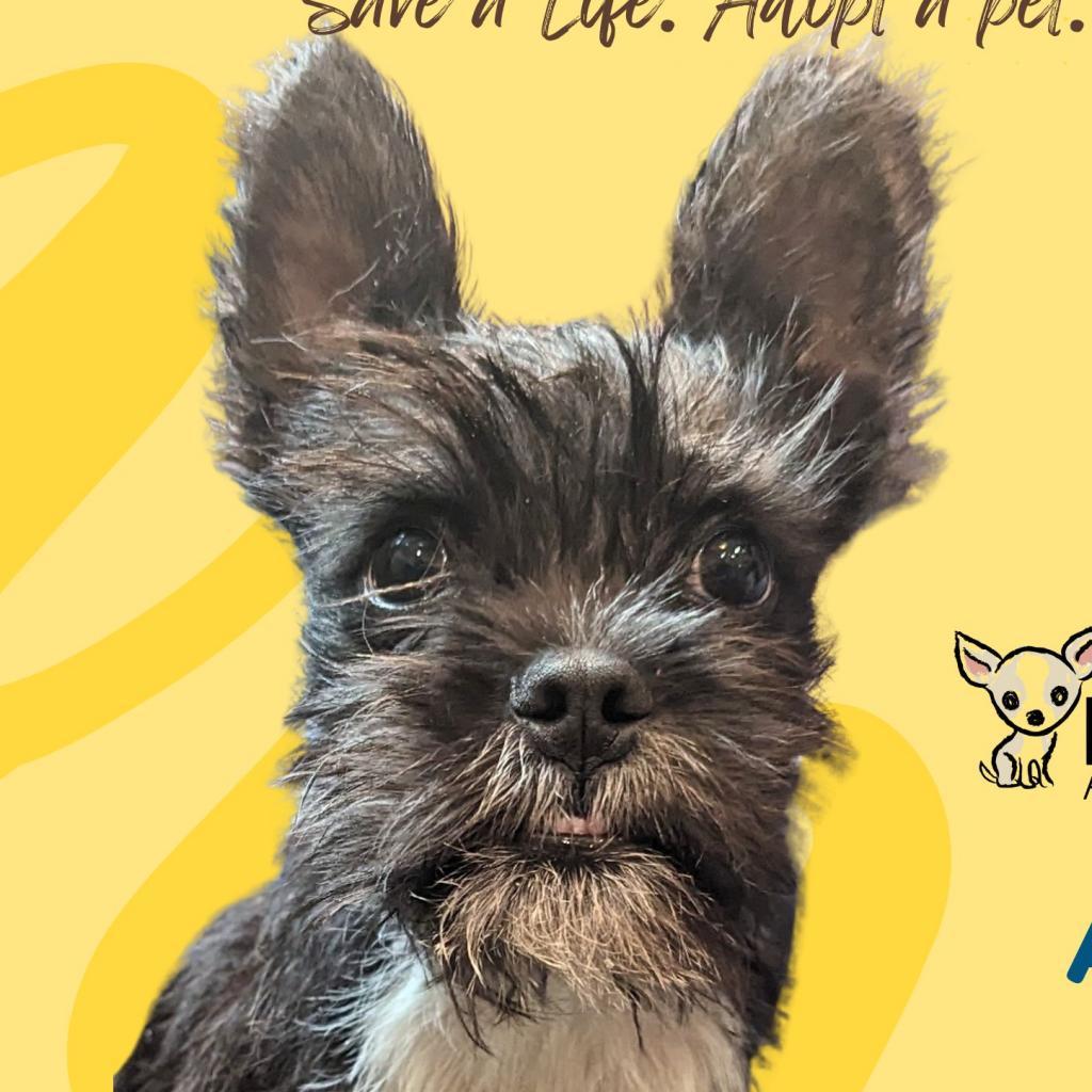 Audie, an adoptable Boston Terrier, Schnauzer in Romeoville, IL, 60446 | Photo Image 2