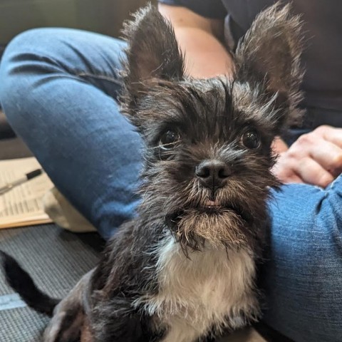 Audie, an adoptable Boston Terrier, Schnauzer in Romeoville, IL, 60446 | Photo Image 3