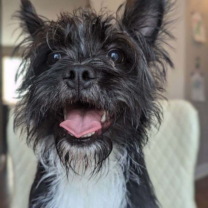 Audie, an adoptable Boston Terrier, Schnauzer in Romeoville, IL, 60446 | Photo Image 5