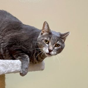 BABY BOY #2, Adult Male Domestic Short Hair