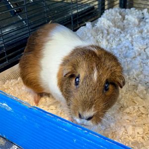 MY ADOPTION FEES ARE WAIVED FOR JUNE Hi Im Life Im a 6 year old female guinea pig Fun fact