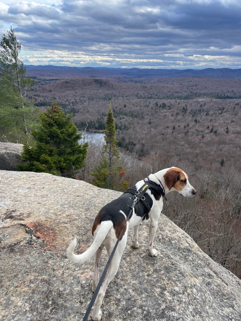 Ricky, an adoptable Treeing Walker Coonhound in Glenfield, NY, 13343 | Photo Image 1