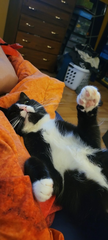 Delilah, an adoptable Domestic Short Hair in Salt Lake City, UT, 84117 | Photo Image 1