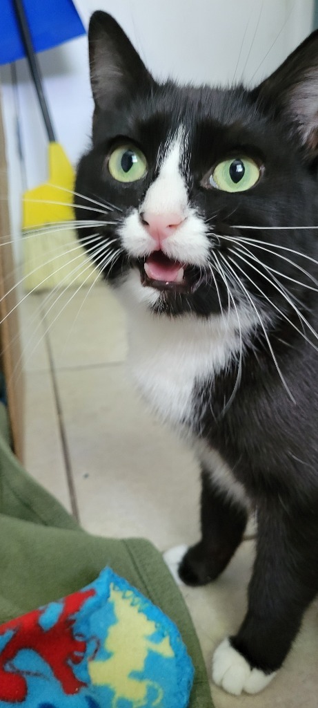 Delilah, an adoptable Domestic Short Hair in Salt Lake City, UT, 84117 | Photo Image 2