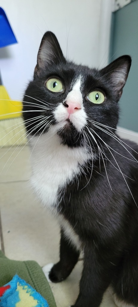 Delilah, an adoptable Domestic Short Hair in Salt Lake City, UT, 84117 | Photo Image 3