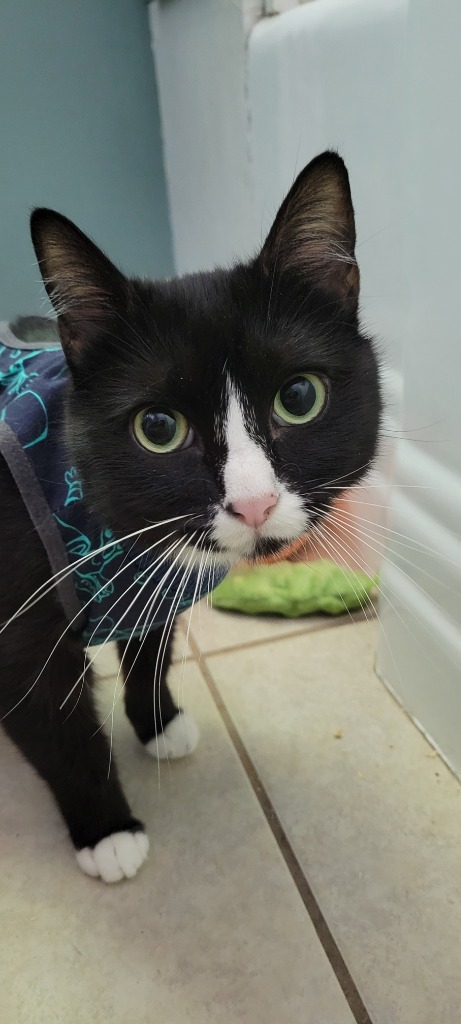 Delilah, an adoptable Domestic Short Hair in Salt Lake City, UT, 84117 | Photo Image 4