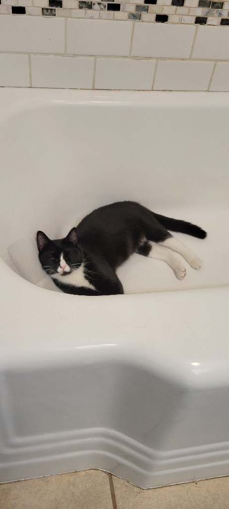 Delilah, an adoptable Domestic Short Hair in Salt Lake City, UT, 84117 | Photo Image 5