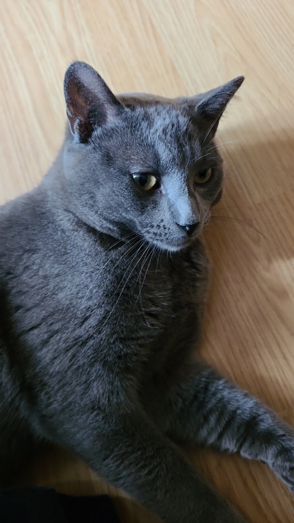 Smudge the Lap Cat