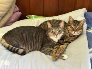 Sweet and gorgeous Tiffy and Taffy are an approximately one-year-old inseparable sister duo who are 