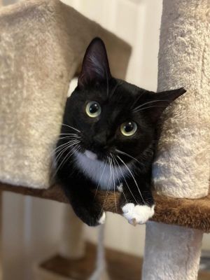 Meet Sadie a two-year-old tuxedo girl whose striking black and white coat is as eye-catching as her