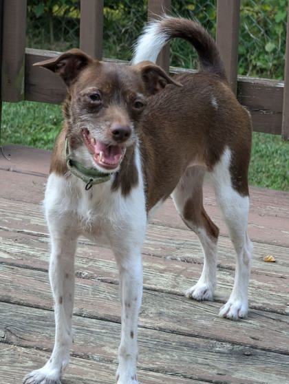Barkarina, an adoptable Mixed Breed in Pekin, IL, 61554 | Photo Image 1