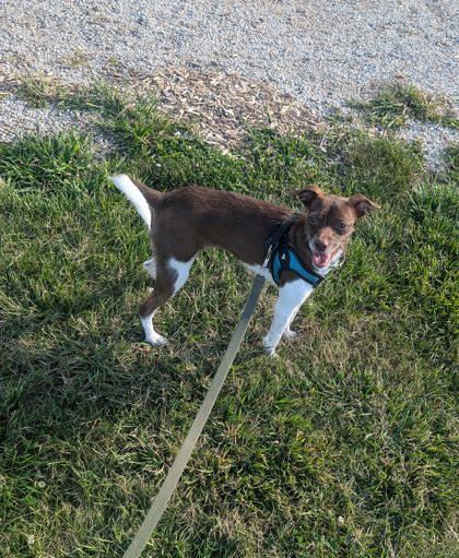 Barkarina, an adoptable Mixed Breed in Pekin, IL, 61554 | Photo Image 2