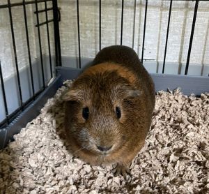 Kingsley Guinea Pig Small & Furry