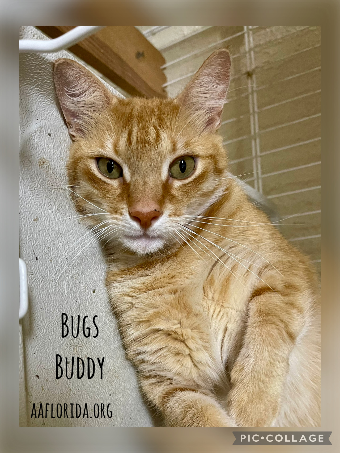 Bugs Buddy (Cyd), an adoptable American Bobtail, Tabby in Pensacola, FL, 32534 | Photo Image 1
