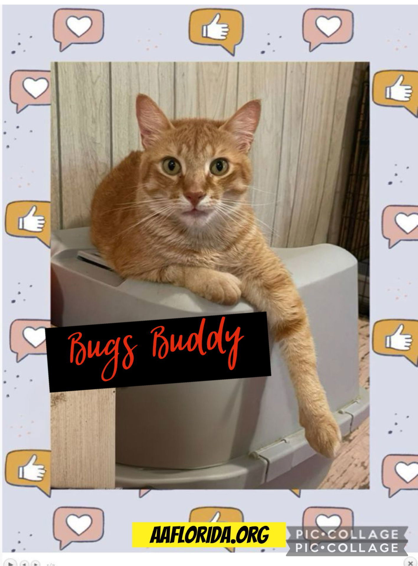Bugs Buddy (Cyd), an adoptable American Bobtail, Tabby in Pensacola, FL, 32534 | Photo Image 2